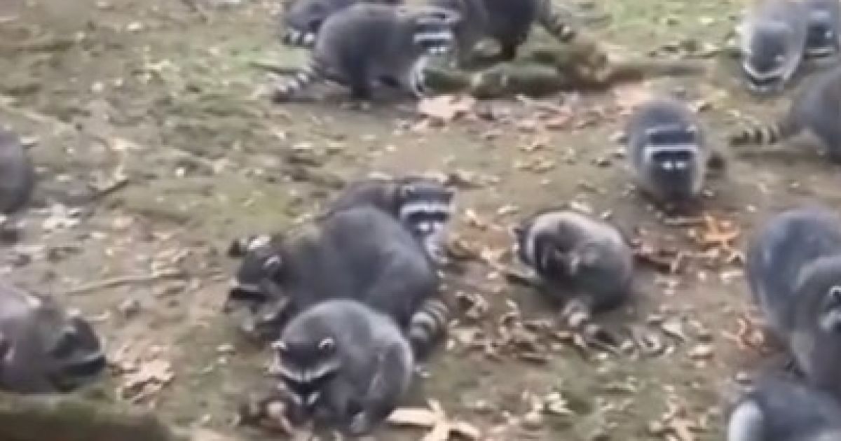 Єноти / Фото: Kitsap County Sheriff's Office