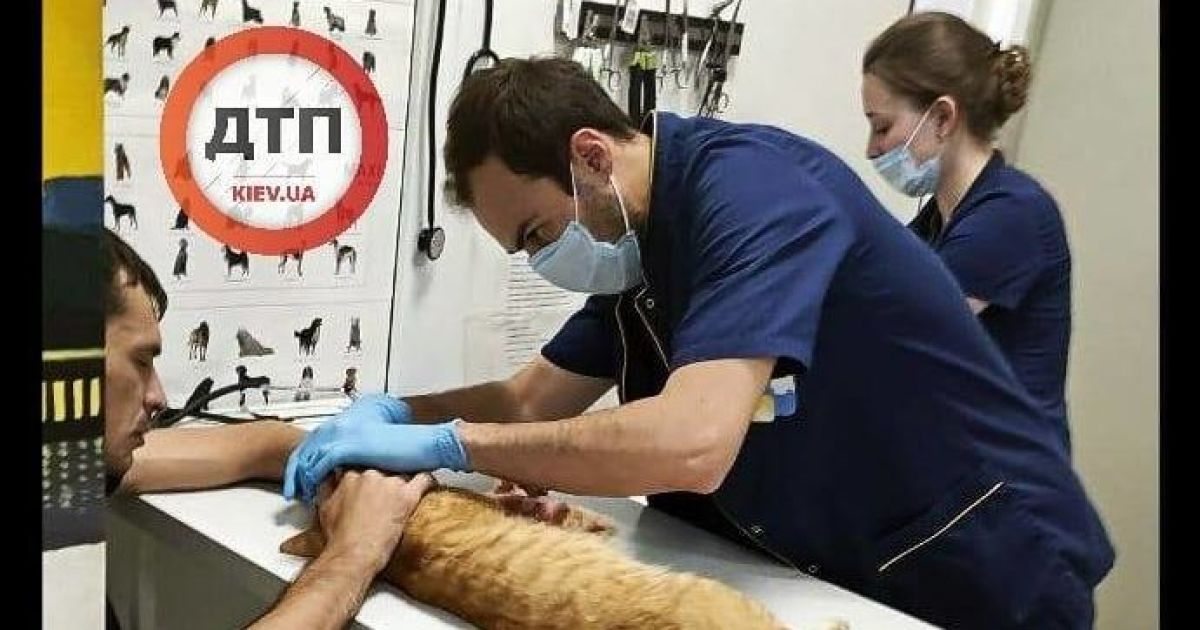 В Киеве выбросили кота с пятого этажа: животное в муках умерло в реанимации