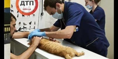 В Киеве выбросили кота с пятого этажа: животное в муках умерло в реанимации