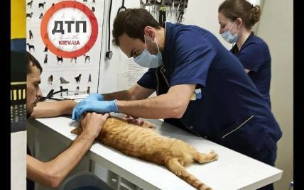 В Киеве выбросили кота с пятого этажа: животное в муках умерло в реанимации