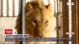 Хозяин льва из села в Прикарпатье согласился отдать его в специализированное убежище | Новости Украины