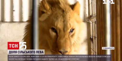 Хозяин льва из села в Прикарпатье согласился отдать его в специализированное убежище | Новости Украины