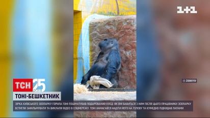 У столичному зоопарку горила Тоні пошматував подарований на різдвяні свята плед