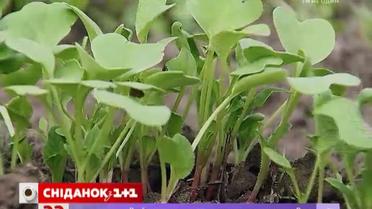 Правила саджання редиски