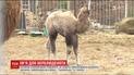 В харьковском зоопарке родилась 40-килограммовая верблюдица