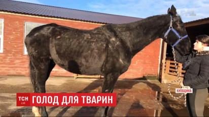Десятки животных страдают без пищи в комплексе отдыха, который закрыли из-за банкротства