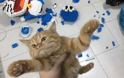 Сеть умилил кот-озорник, который разрушил фигуру из двух тысяч деталей