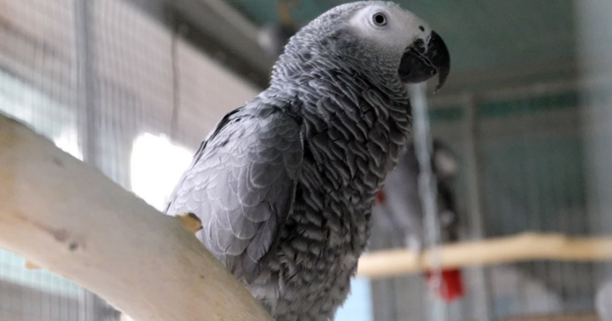 Фото київського зоопарку