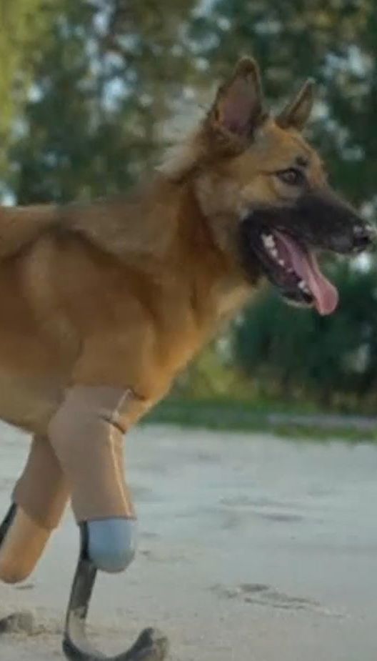 У Таїланді зробили високотехнологічні протези собаці, який втратив передні кінцівки