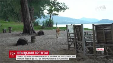 В Таиланде сделали высокотехнологические протезы псу, который потерял передние конечности