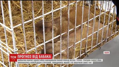 Во Львове сурки сделали свой прогноз на приход тепла в Украину