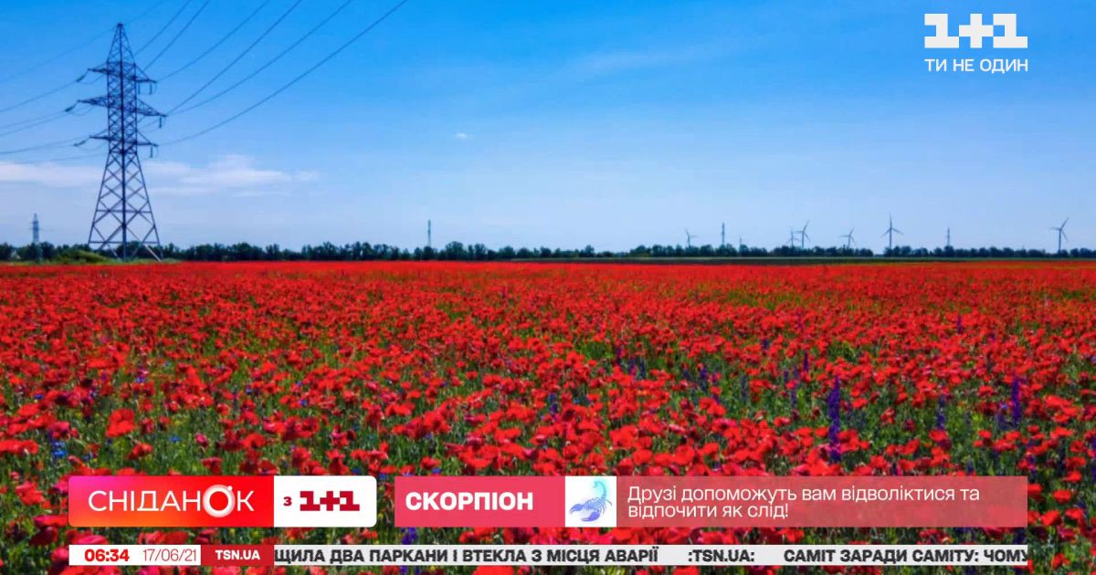 Невероятная красота: в Одесской области расцвели маковые поля