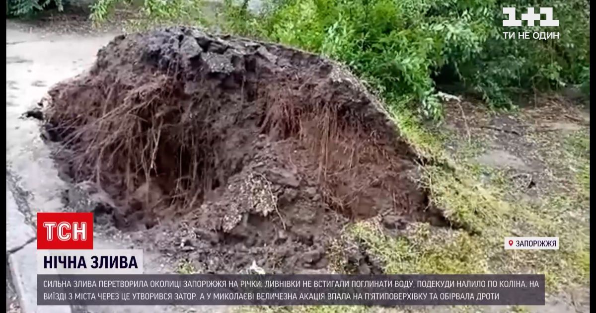 Новости Украины: в Николаеве из-за сильного ливня упала акация и оборвала провода