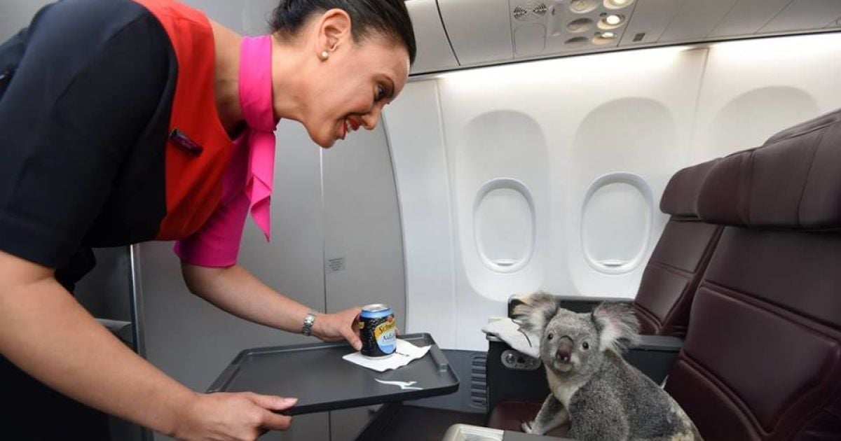 Пухнастим тваринкам переліт сподобався