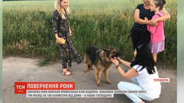 Неймовірна історія повернення викраденої вівчарки додому