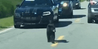 Видео с медвежонком и полицейским эскортом на трассе в США растрогало Сеть
