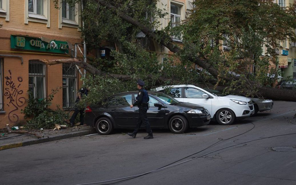 Огромное дерево рухнуло на Малой Житомирской / © facebook.com/sergii.morgunov