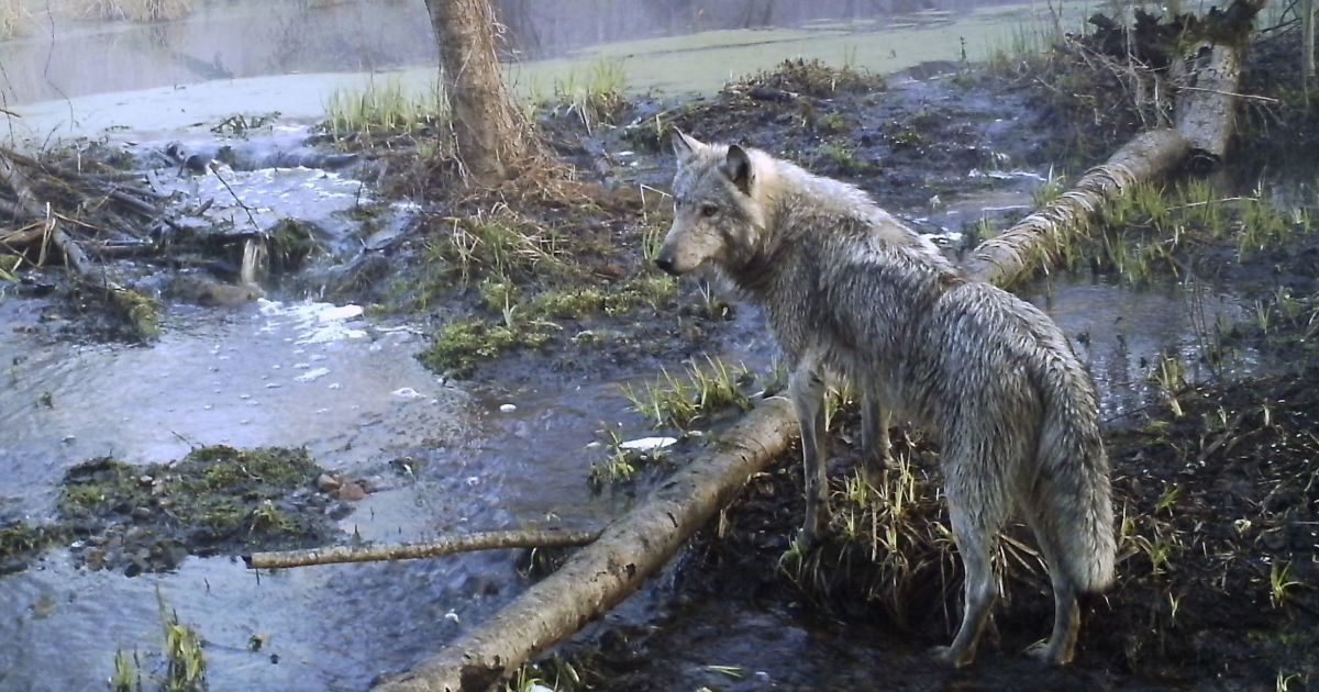 Что оставил за собой пожар в Чернобыльской зоне: пострадали сотни животных, Киев в дыму и напуганная Европа