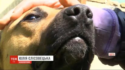 В Одесі патрульні стріляли у пса поблизу дитячого майданчика