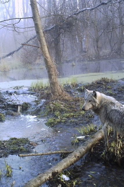 Що залишила по собі пожежа у Чорнобильській зоні: постраждали сотні тварин, Київ у диму та налякана Європа
