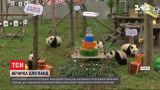 С тортом и развлечениями: в Китае отпраздновали первый день рождения панд