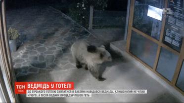 В горный отель в Болгарии дикий медведь наведывается для купания в бассейне