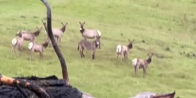Домашнього віслюка, який втік п'ять років тому, помітили у стаді диких лосів – відео