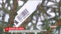 На Рівненщині підготували на продаж понад 90 тисяч ялинок та сосон