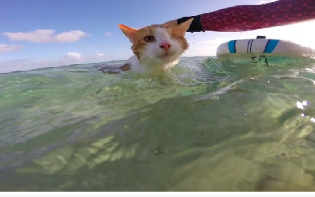 Один глаз кот потерял, но это не мешает ему быть счастливым пушистиком / © Instagram.com/kulithesurfingcat