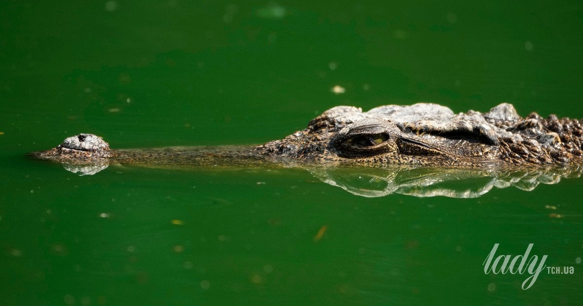 Крокодил