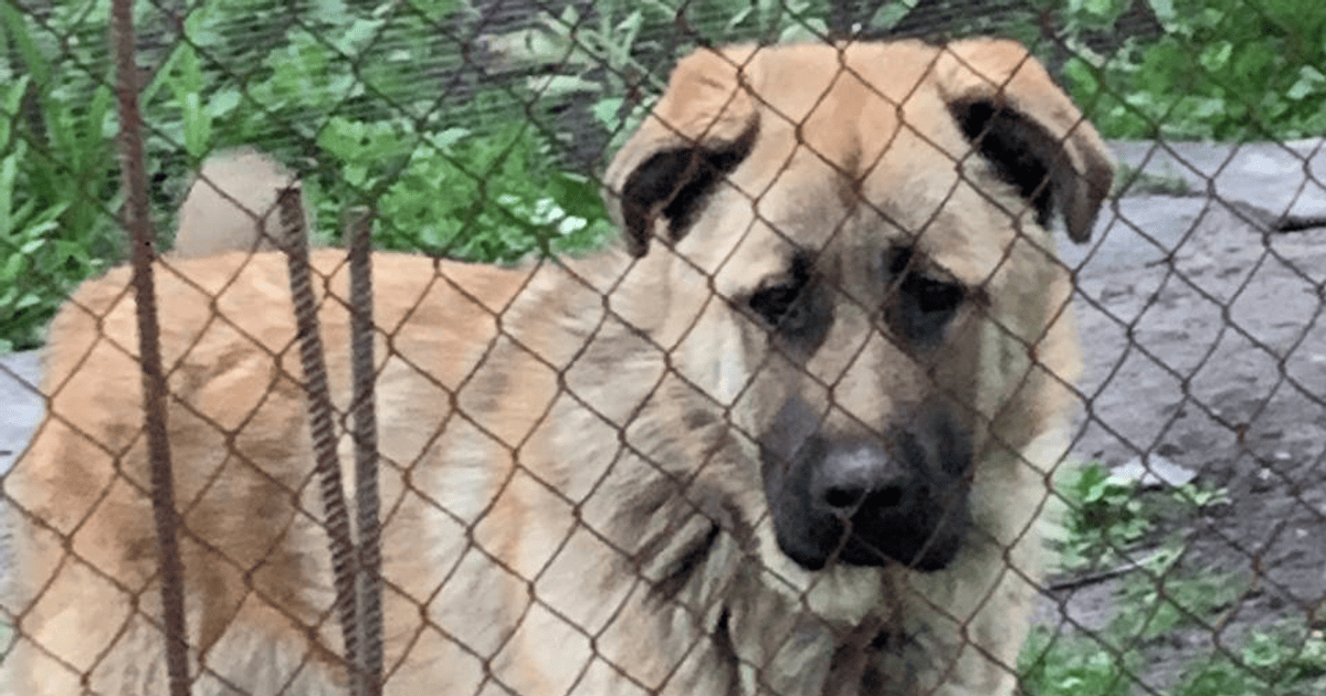 Собака, в которую стреляли владельцы