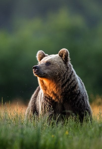 Медведь