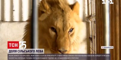 Господар лева з села на Прикарпатті погодився віддати його до спеціалізованого притулку | Новини України