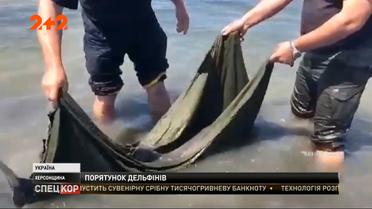 Двух дельфинов, которые заплыли в залив и не могли выбраться в море, вернули в их стихию