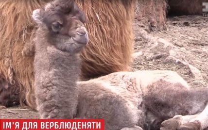 У Харкові обирають ім'я для новонародженої верблюдиці-гіганта