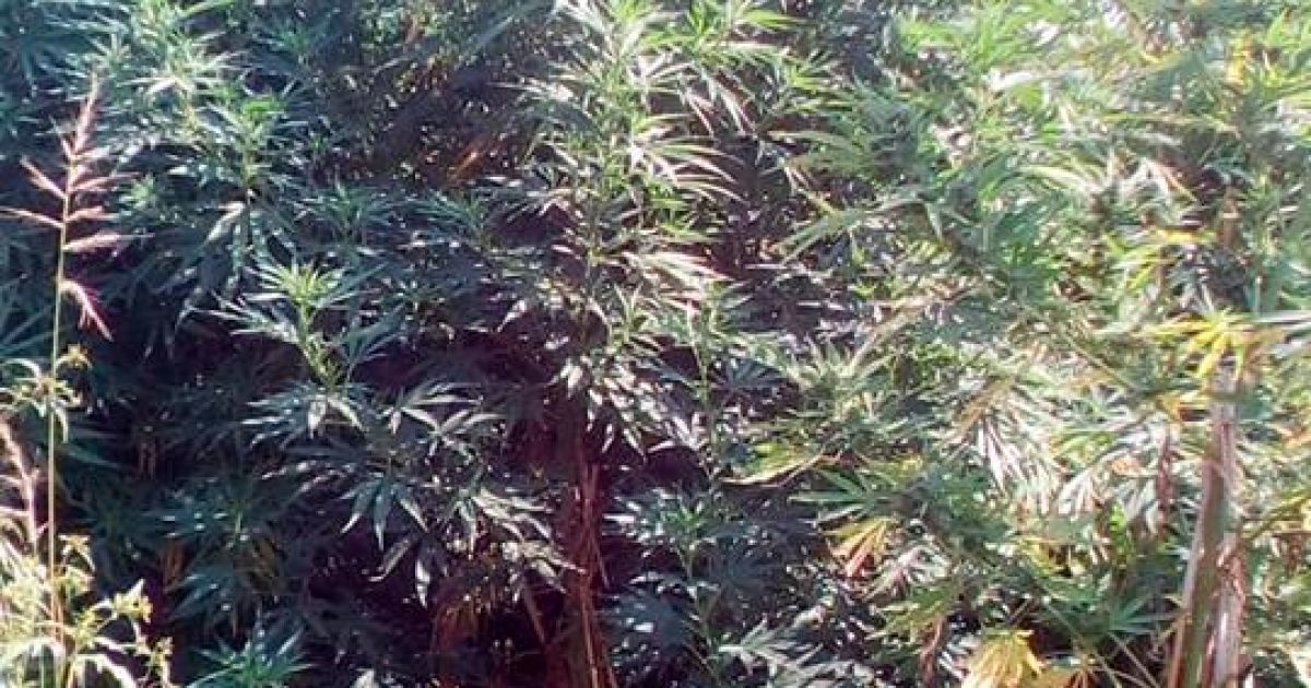 конопля, одещина_5 / © Державна прикордонна служба України