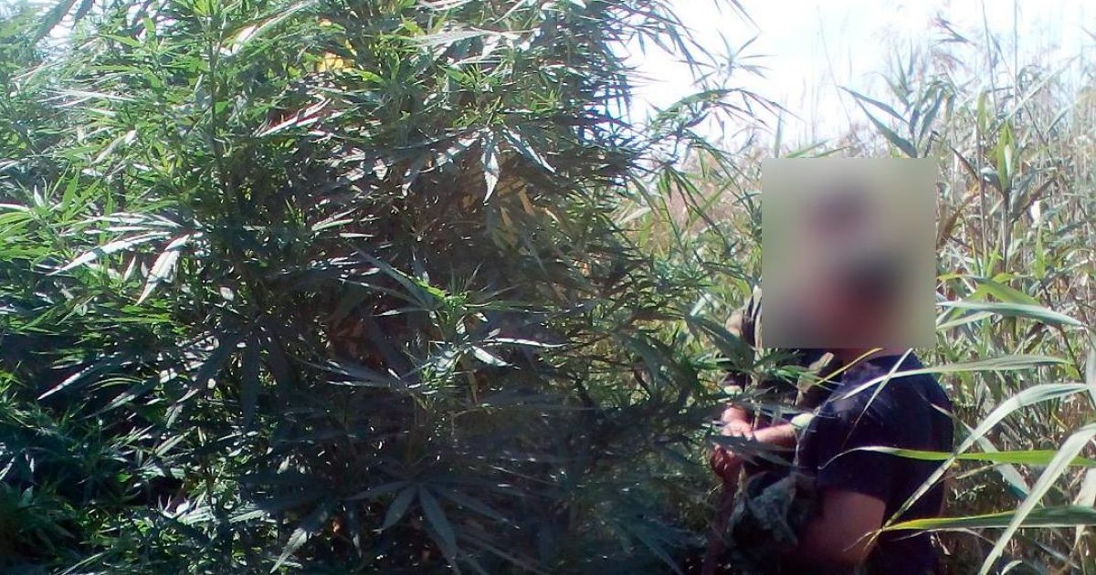 конопля, одещина_4 / © Державна прикордонна служба України