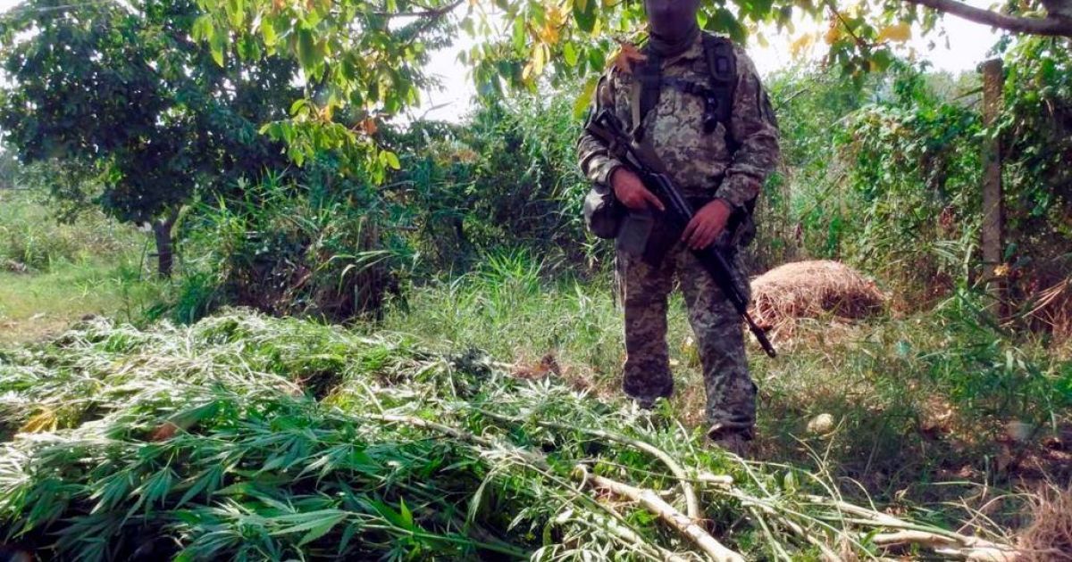 конопля, одещина_3 / © Державна прикордонна служба України