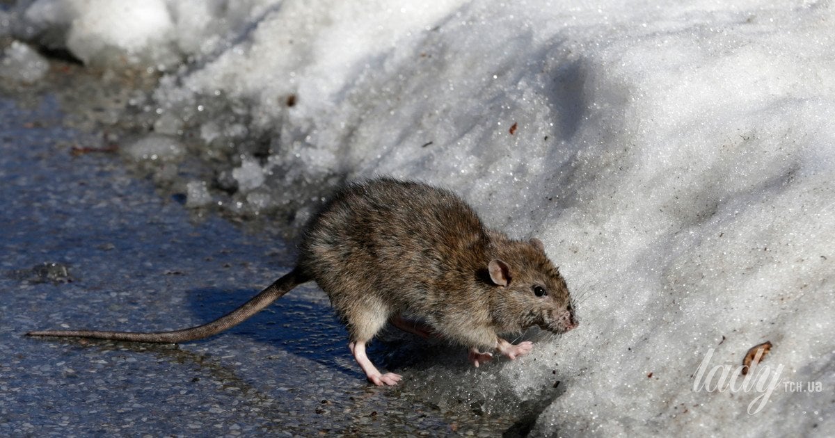 Що потрібно знати про щурів і сміття взимку