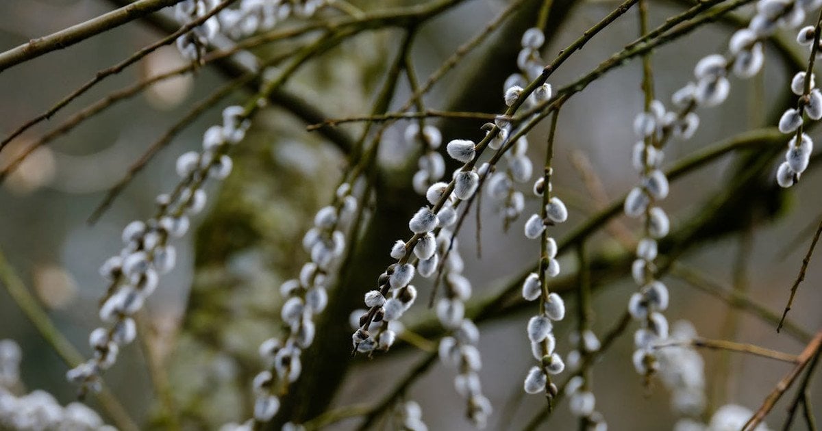 Чи вербові котики — це квіти