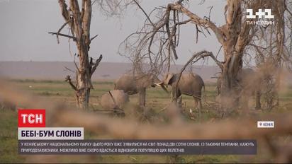 В Кении благодаря погоде появился шанс на полное восстановление популяции слонов