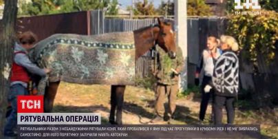 Новости Украины: в Кривом Роге спасатели вытащили коня из ямы