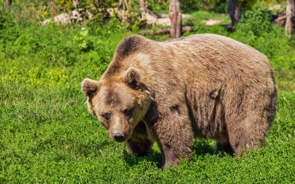 В России медведь убил лошадей депутата Госдумы
