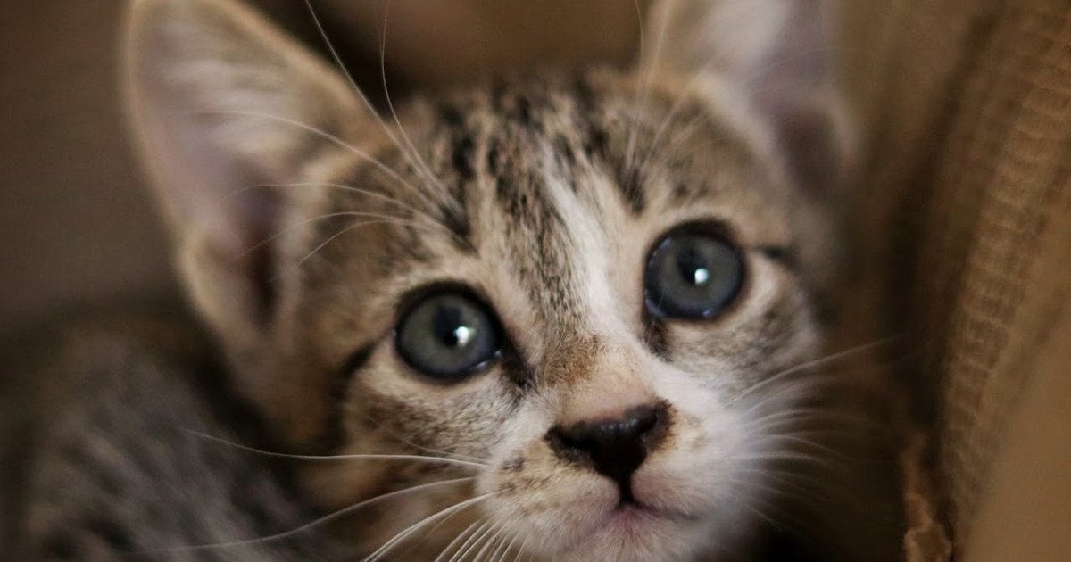 Чи можуть коти плакати