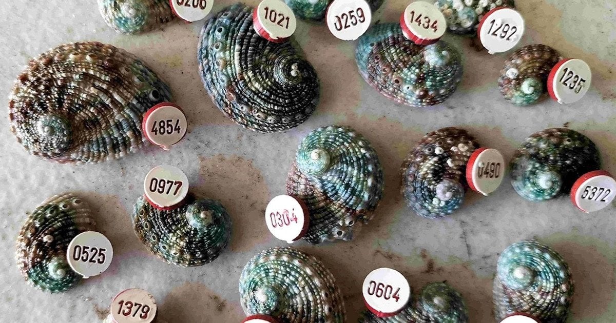 Морські вушка. Фото: DPIRD