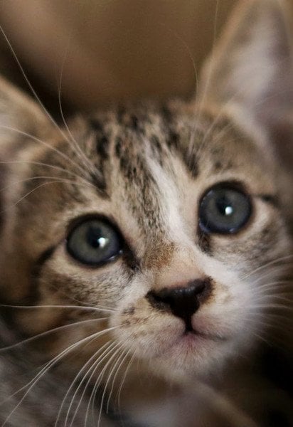Чи можуть коти плакати