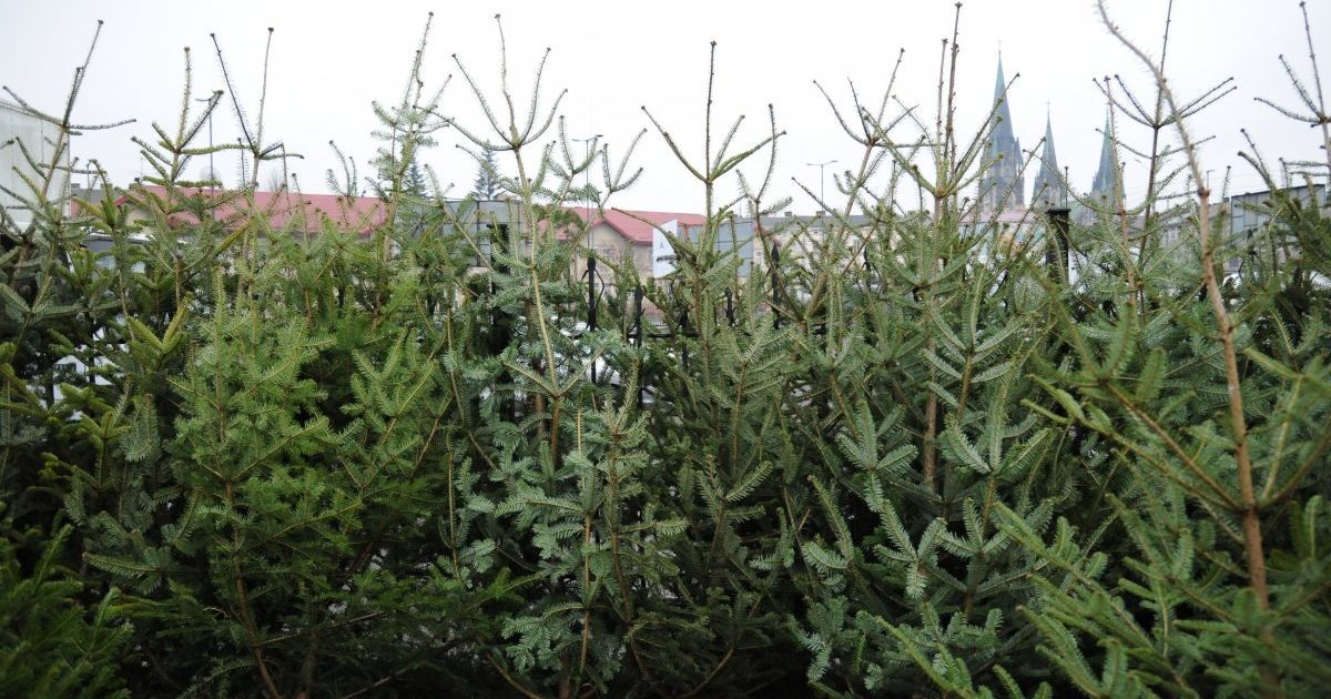 Где в Киеве будут продавать новогодние елки: адреса