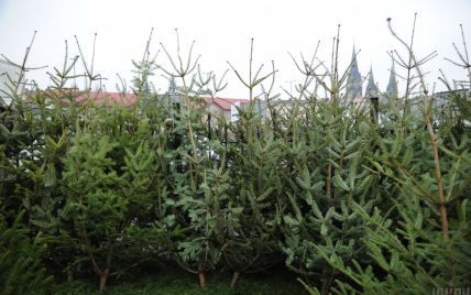 Где в Киеве будут продавать новогодние елки: адреса