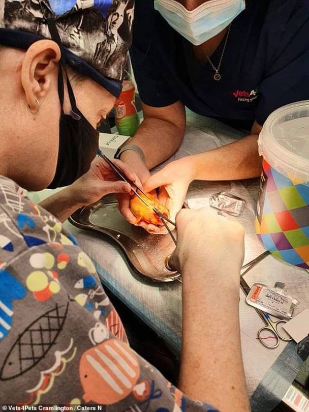 Фото: Vets4Pets Cramlington/Caters N