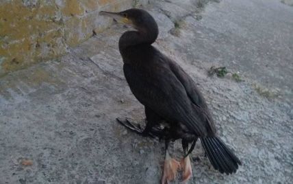 Під Києвом на пляжі знайшли пташку з дивною патологією: фото